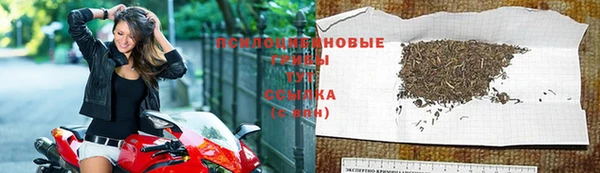 крисы Абаза