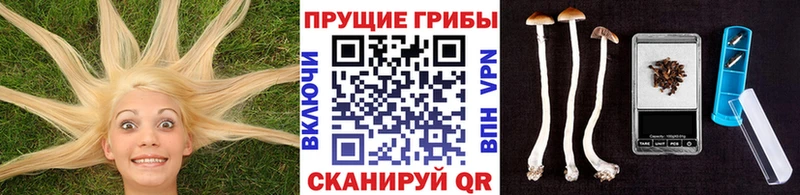 Псилоцибиновые грибы GOLDEN TEACHER  наркота  Новочебоксарск 